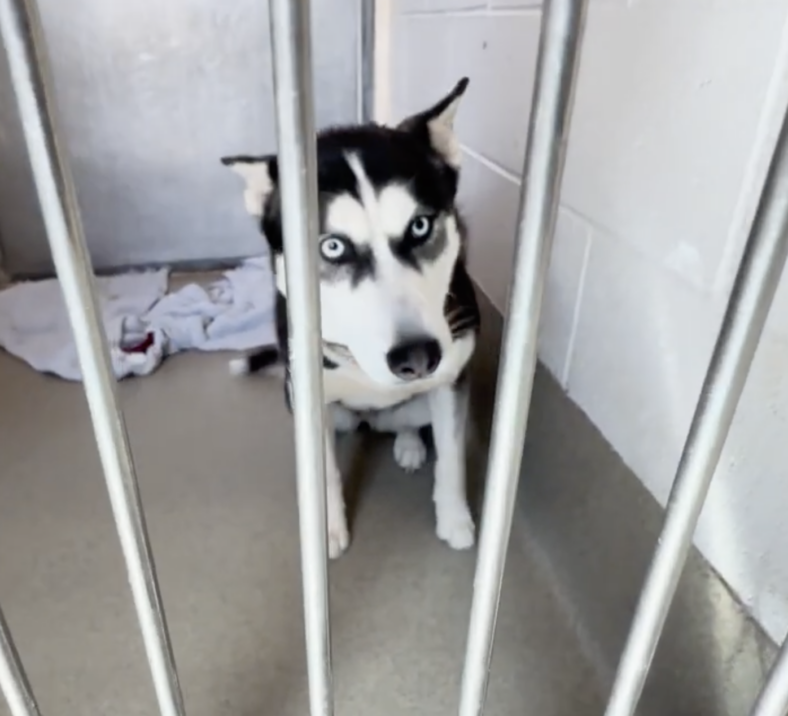 Sitting with dogs 85 - KOA